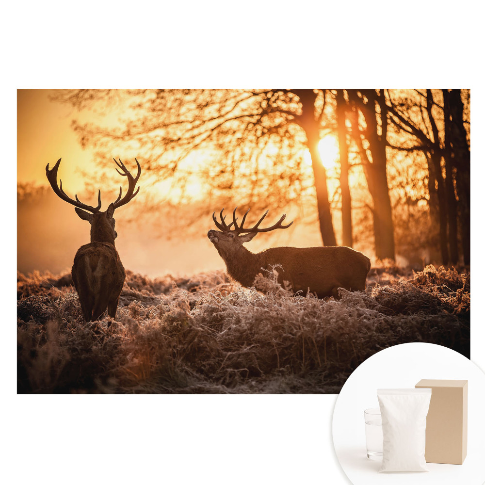 Tapeta fotograficzna na flizelinie Jesienne jelenie w świetle wschodu