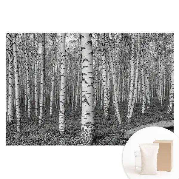 Fototapeta flizelinowa Las brzozowy spokój natury harmonia