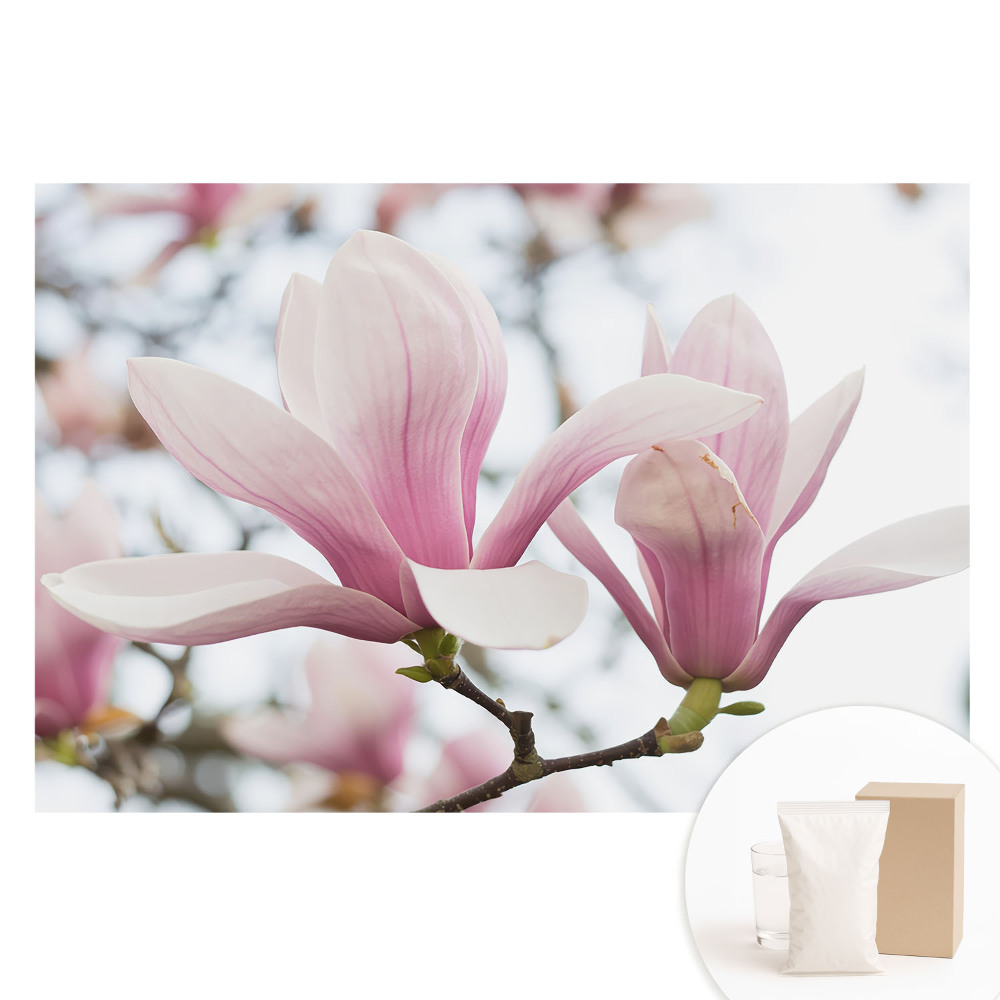Fototapeta flizelinowa z nadrukiem Różowe magnolie natura romantyczna