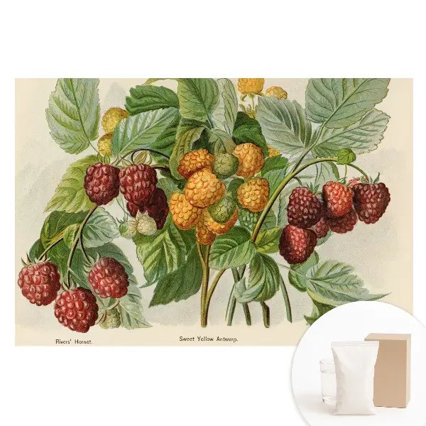 Duża fototapeta na ścianę z botaniczną ilustracją malin