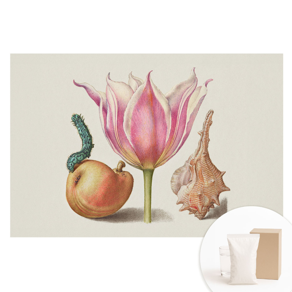 Tapeta fotograficzna flizelinowa Kwiat gąsienica muszla harmonia.