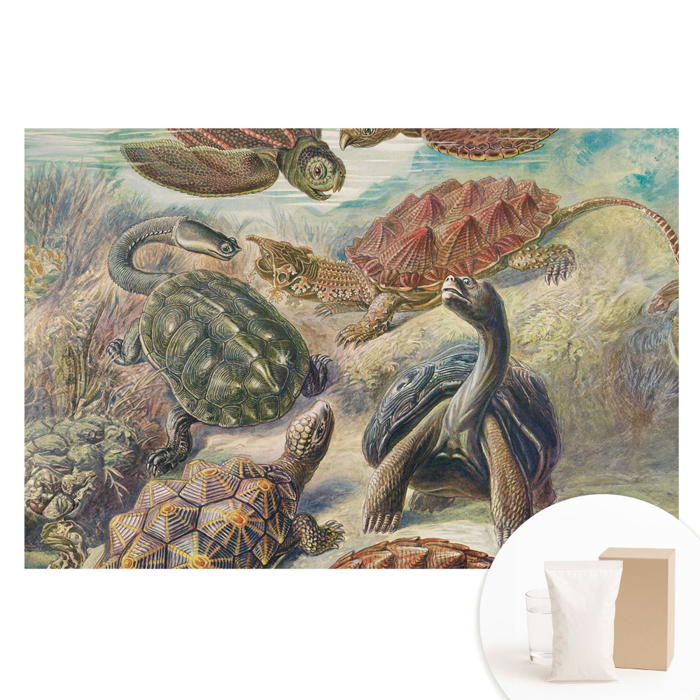 Duża fototapeta na ścianę Różnorodne żółwie w wodnej scenerii