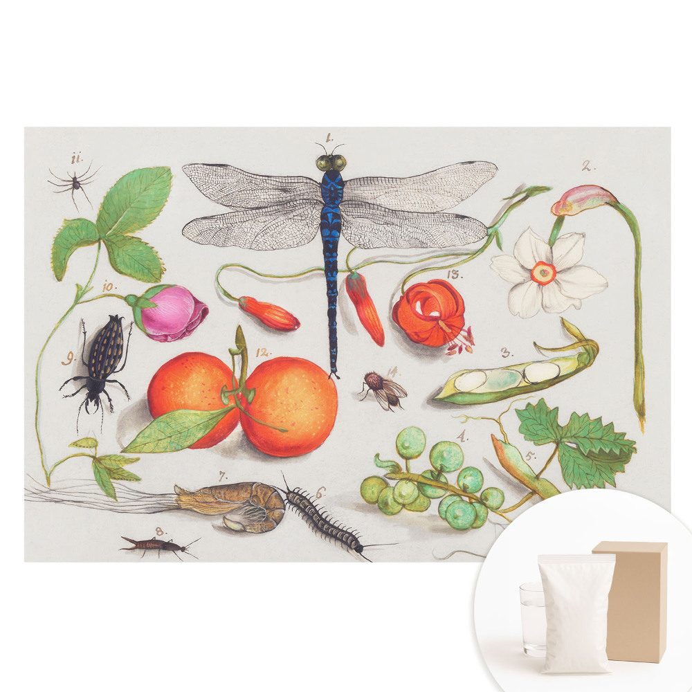 Fototapeta flizelinowa z nadrukiem Botaniczny collage z owadami