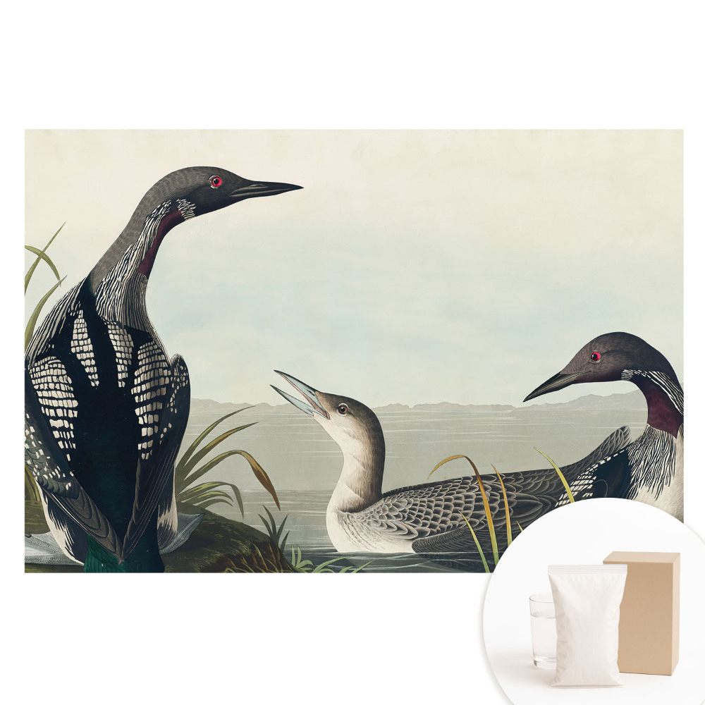 Fototapeta z nadrukiem na flizelinie Trzy ptaki klasyczny styl.