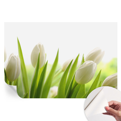 Tapeta fotograficzna samoprzylepna Białe tulipany