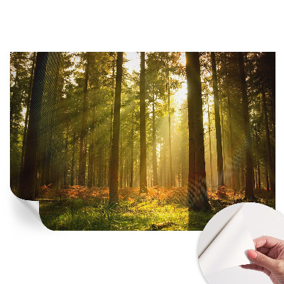 Fototapeta samoprzylepna do sypialni Leśny poranek