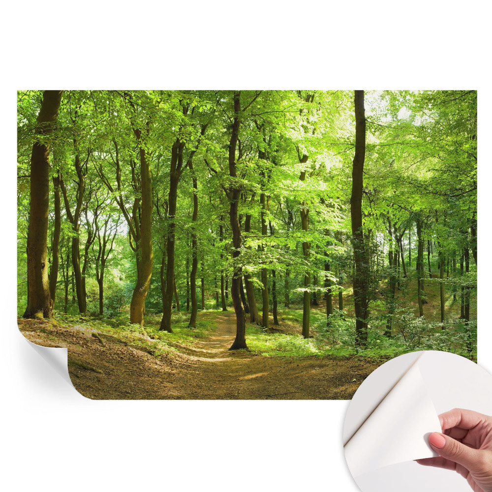 Fototapeta samoprzylepna do sypialni Naturalna ścieżka