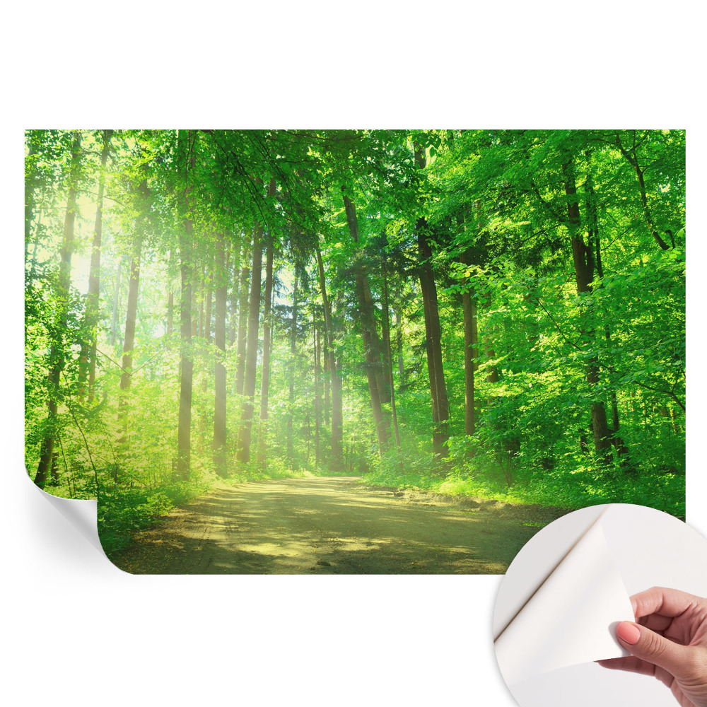 Nowoczesna fototapeta do salonu Leśna ścieżka