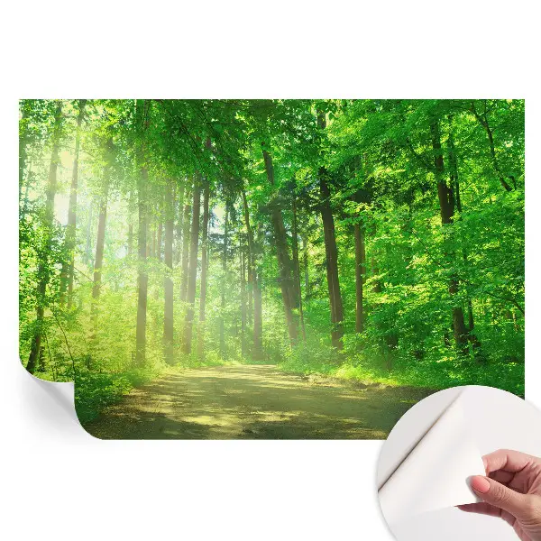 Nowoczesna fototapeta do salonu Leśna ścieżka