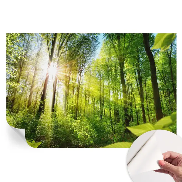 Samoprzylepna fototapeta na ścianę Leśne światło