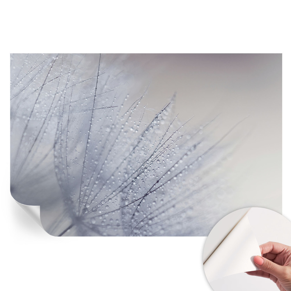 Nowoczesna fototapeta do salonu Dmuchawiec zroszony