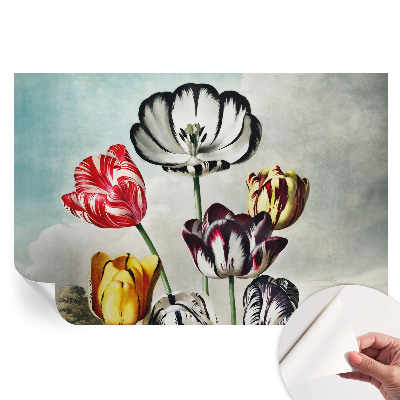 Fototapeta samoprzylepna do salonu Kolorowe tulipany