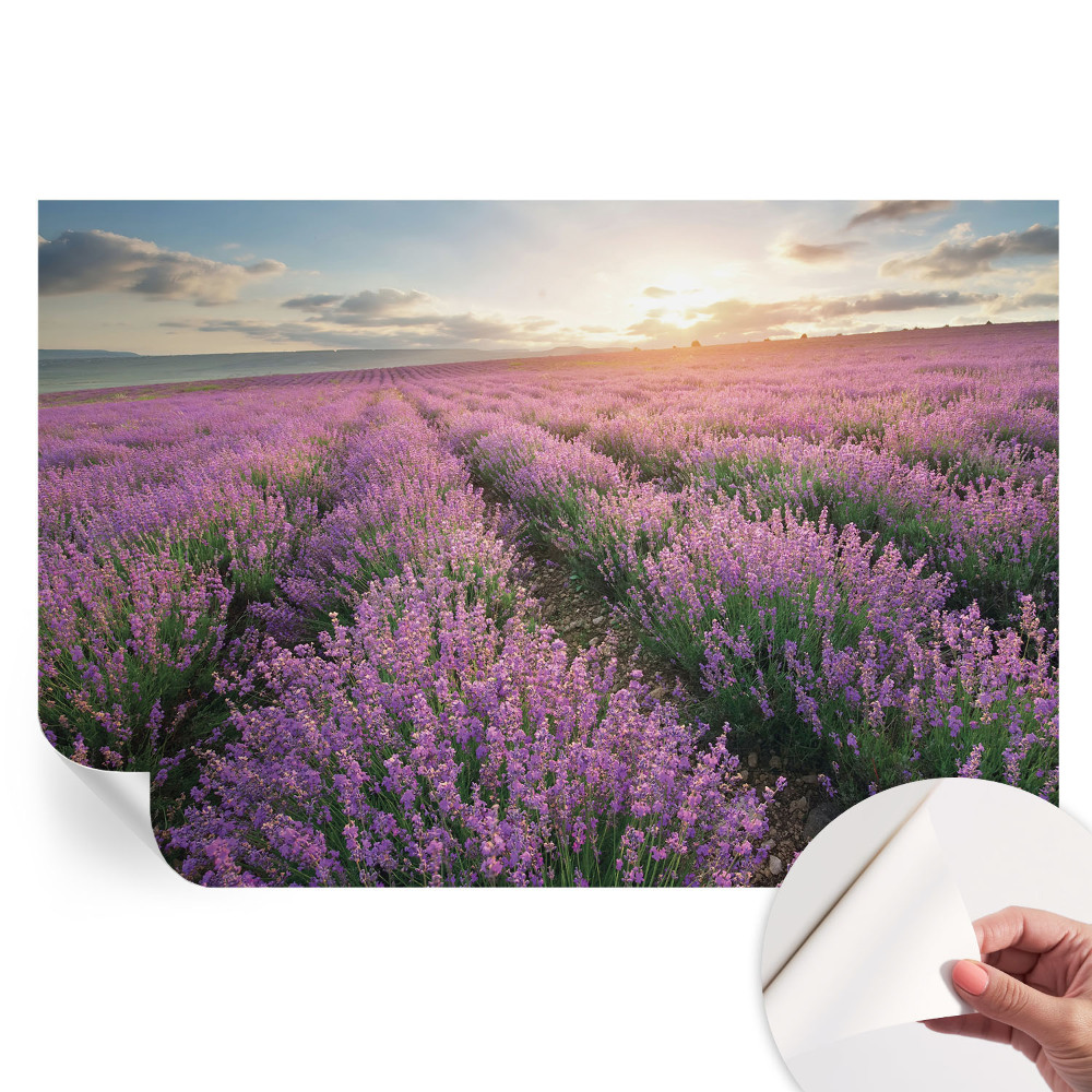 Fototapeta samoprzylepna na ścianę Lawendowe pola