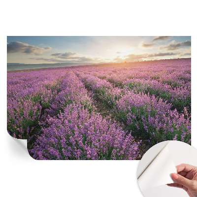 Fototapeta samoprzylepna na ścianę Lawendowe pola