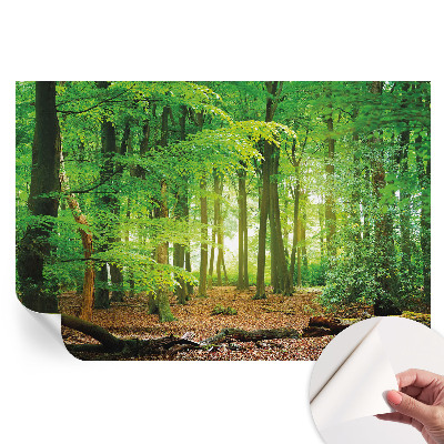 Fototapeta samoprzylepna do sypialni Zielony las