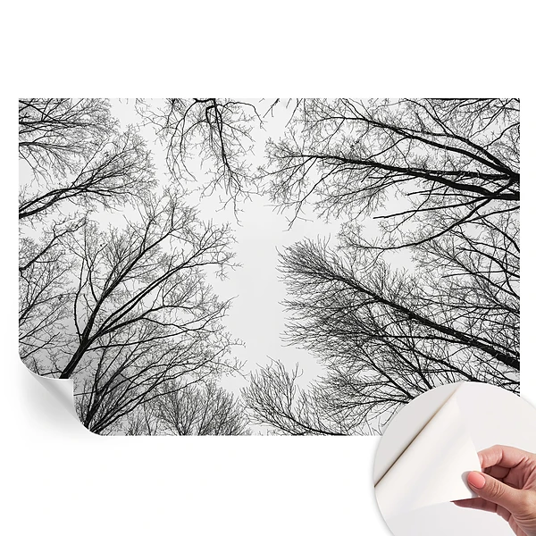 Samoprzylepna fototapeta Nagie gałęzie do salonu