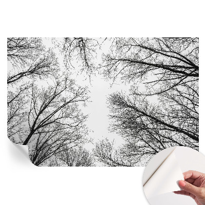 Fototapeta samoprzylepna do salonu Nagie gałęzie