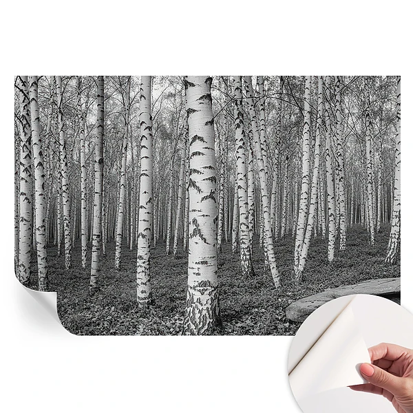 Samoprzylepna fototapeta na ścianę Brzozowy las