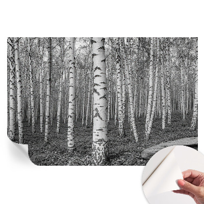 Fototapeta samoprzylepna na ścianę Brzozowy las