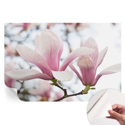 Fototapeta samoprzylepna do sypialni Magnolie kwiaty