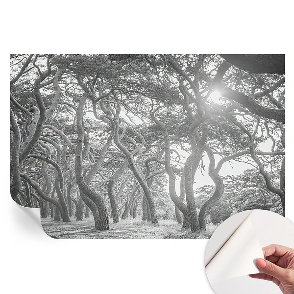 Samoprzylepna fototapeta na ścianę Klimatyczny las