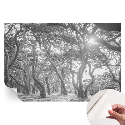 Fototapeta samoprzylepna na ścianę Klimatyczny las