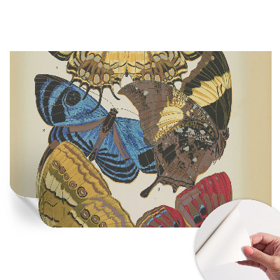 Fototapeta samoprzylepna na ścianę Motyle inspiracja