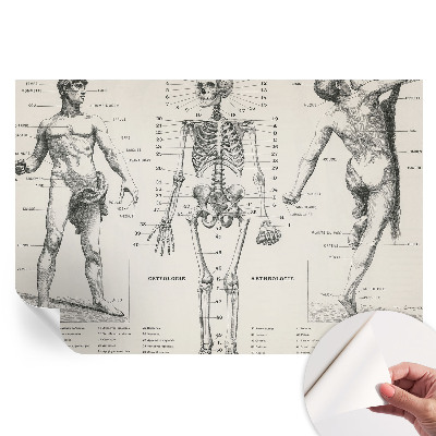 Fototapeta samoprzylepna do sypialni Klasyczna anatomia
