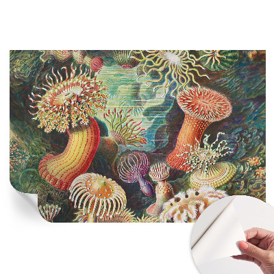 Fototapeta samoprzylepna do salonu Fantazyjne anemony