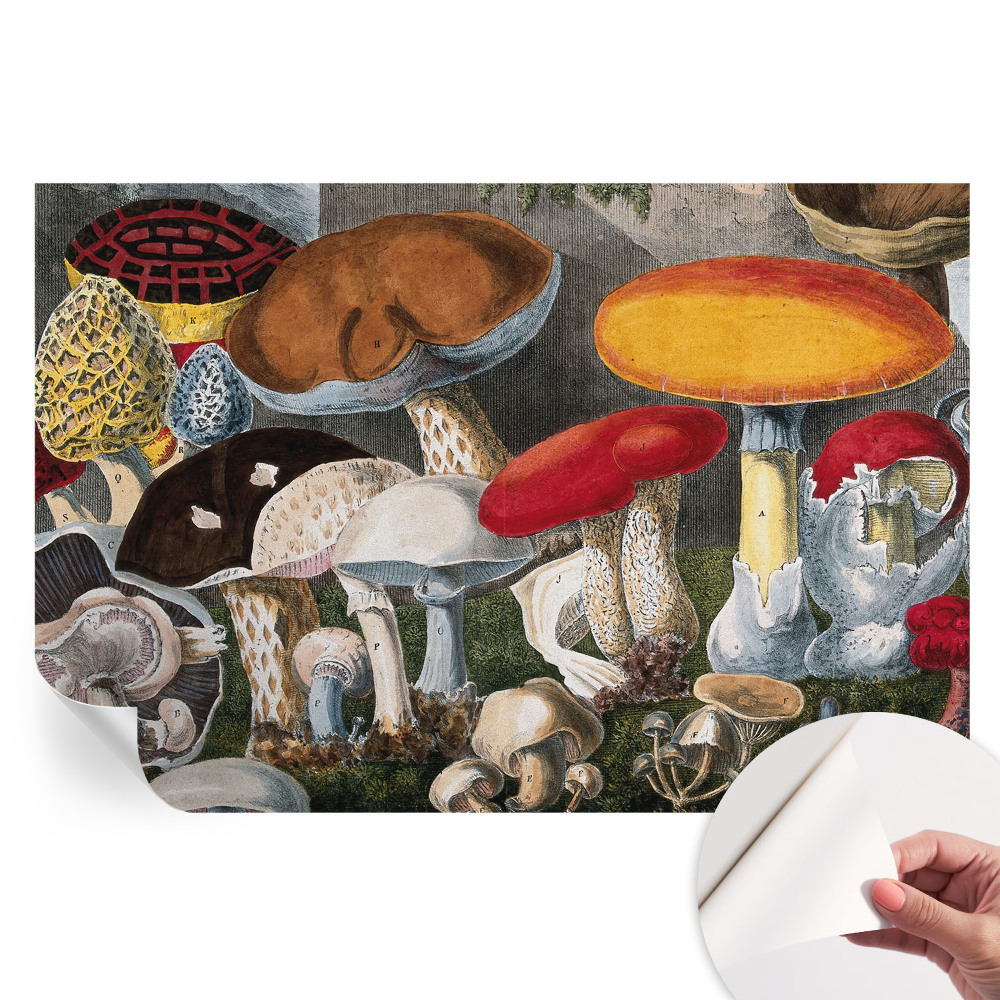 Nowoczesna fototapeta do salonu Botaniczne grzyby