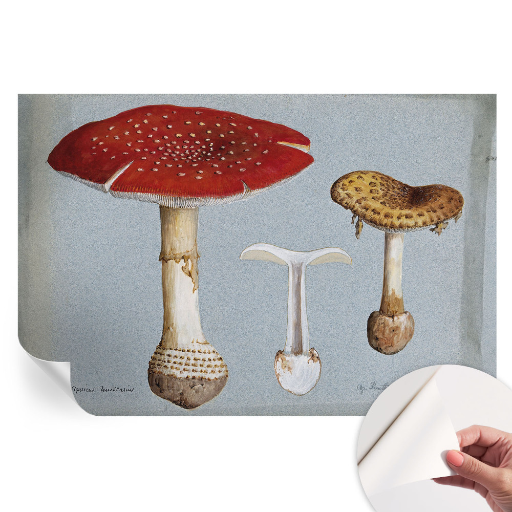 Tapeta fotograficzna samoprzylepna Grzybowe ryciny