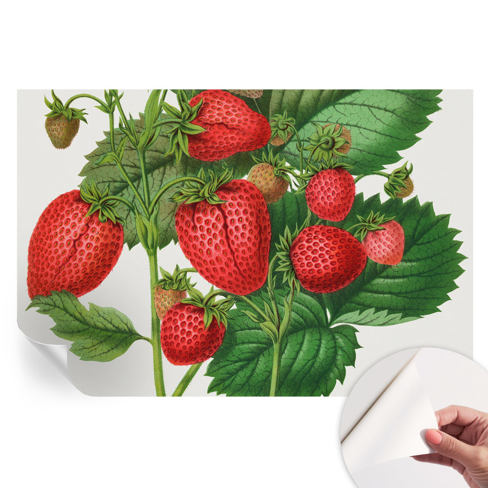 Fototapeta samoprzylepna do sypialni Letnie owoce