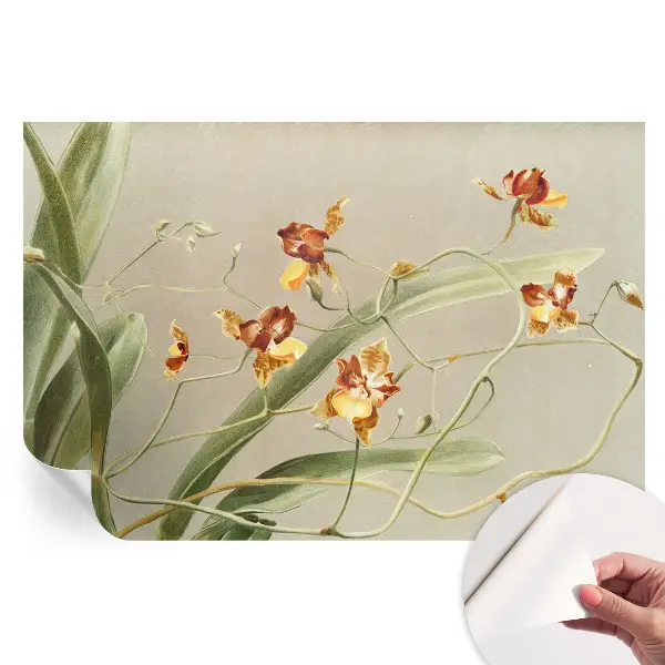 Samoprzylepna fototapeta na ścianę do salonu Orchidee klasyczne