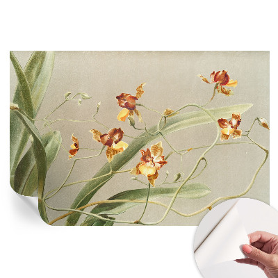 Fototapeta samoprzylepna do salonu Orchidee klasyczne