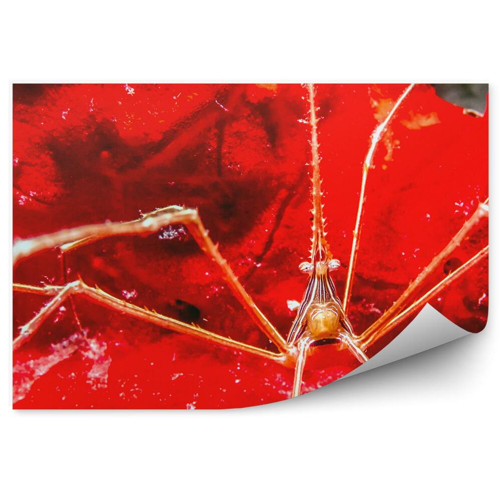 Okleina ścienna Podwodny świat zwierząt kolory