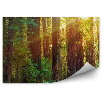 Fototapeta na ścianę Droga przez zielony las wysokie drzewa blask światła