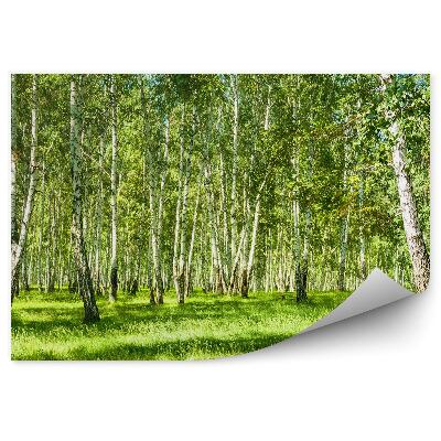 Fototapeta na ścianę Brzozowy las w słoneczny dzień