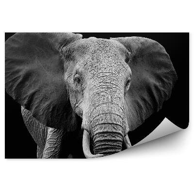 Fototapeta Słoń na czarnym tle