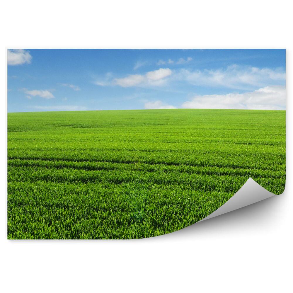 Fototapeta Trawa pola niebo chmury