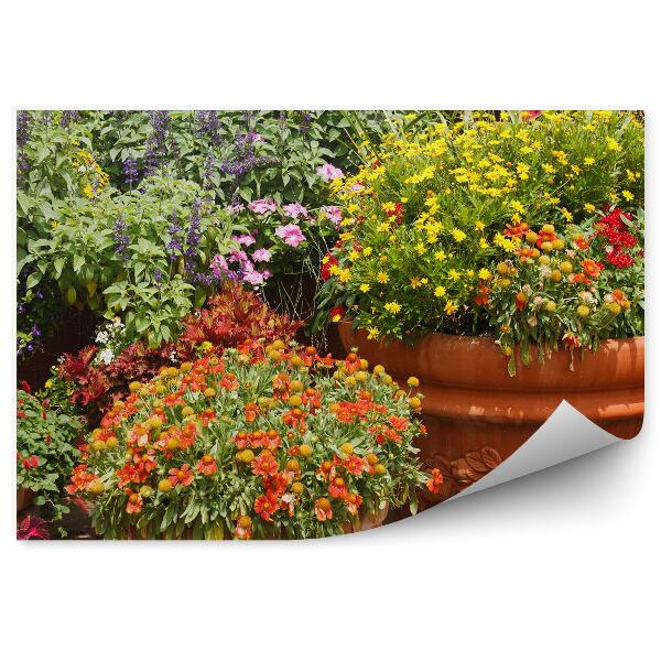 Fototapeta na ścianę Kwiatki doniczkowe kolory rozkwit