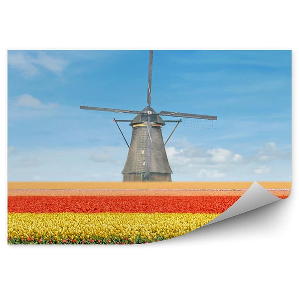 Fototapeta na ścianę Pole tulipanów holandia niebo chmury