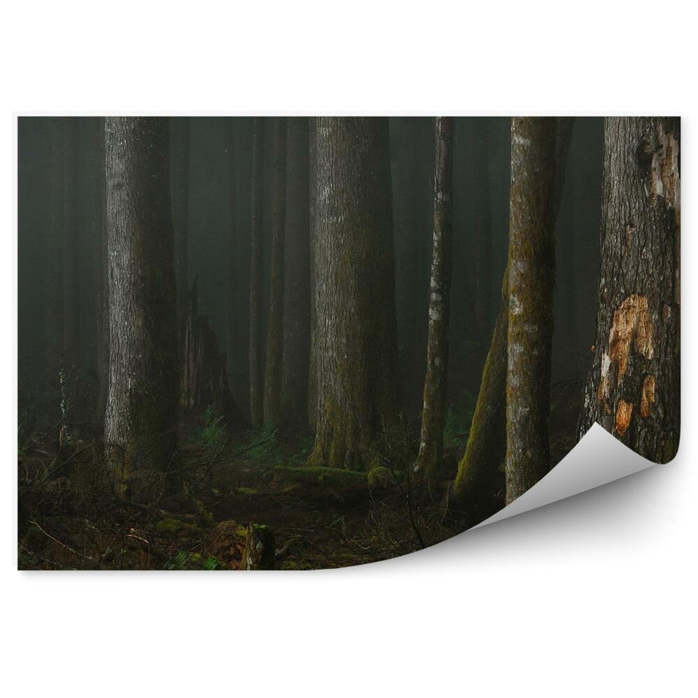 Okleina ścienna Modrzew las noc