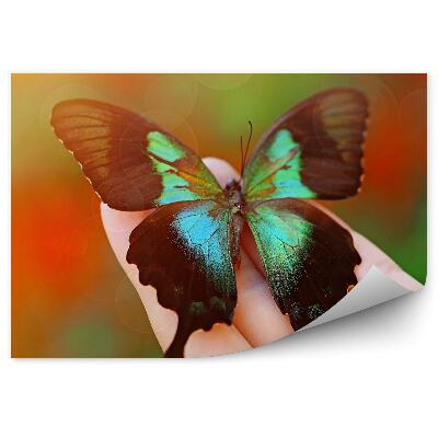 Fototapeta Kobieca dłoń kolorowy czarny zielony motyl