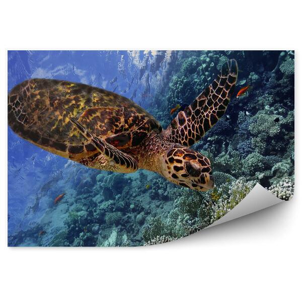 Okleina ścienna Żółw i rybki
