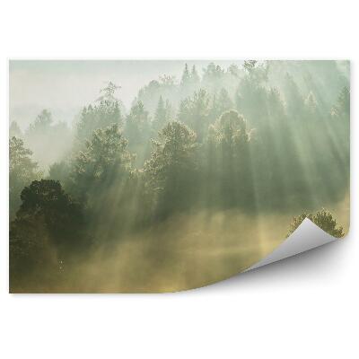 Okleina ścienna Drzewa góry promienie słońca