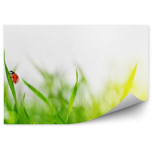 Okleina ścienna Zielona trawa krople rosy biedronka natura zwierzę