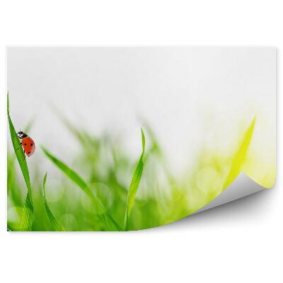 Okleina ścienna Zielona trawa krople rosy biedronka natura zwierzę