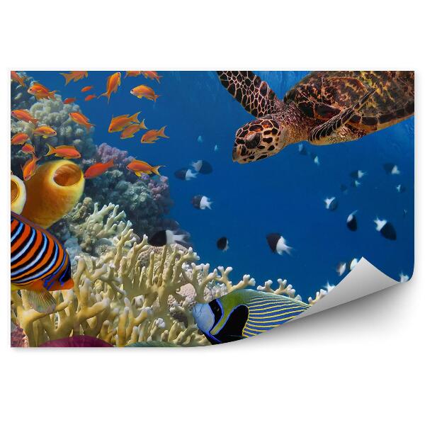 Okleina ścienna Żółw rybki i koralowce
