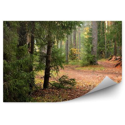 Okleina ścienna Las sosnowy