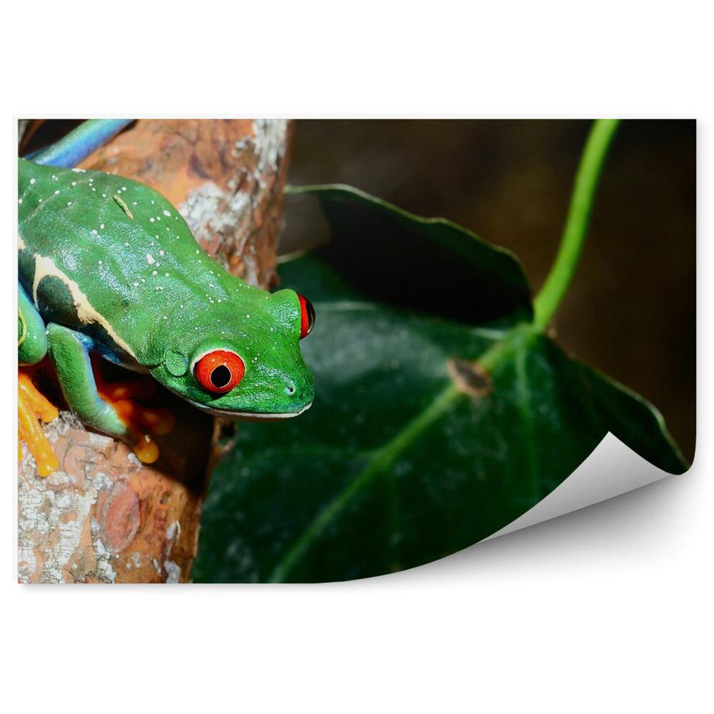 Okleina ścienna Żaba rzekotka czerwonooka